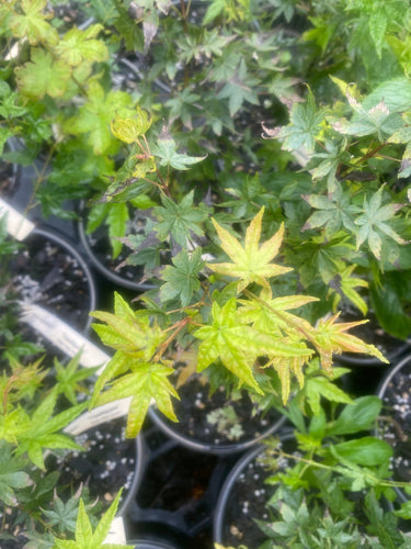 Acer palmatum 'Tsuchigumo' - Maple Ridge Nursery